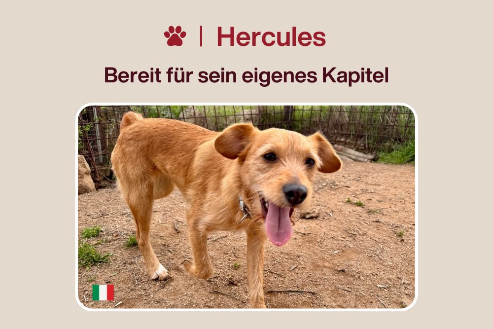 Hercules – Wie viele Abschiede soll er noch verkraften?