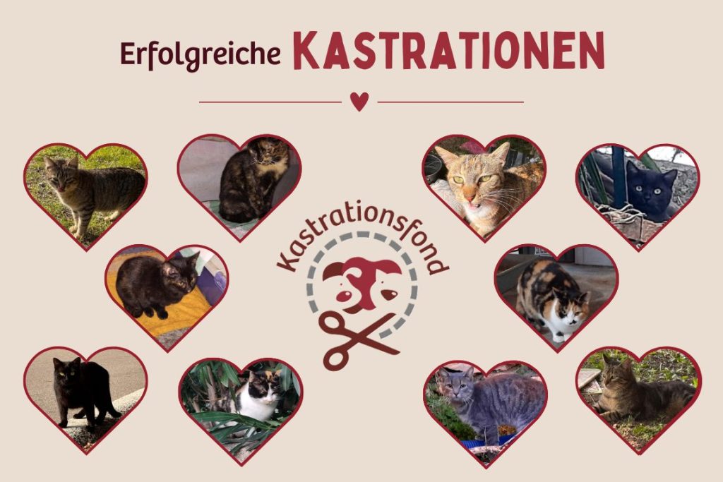 Die Kastration von 20 weiteren STREUNERHerzen ist gesichert