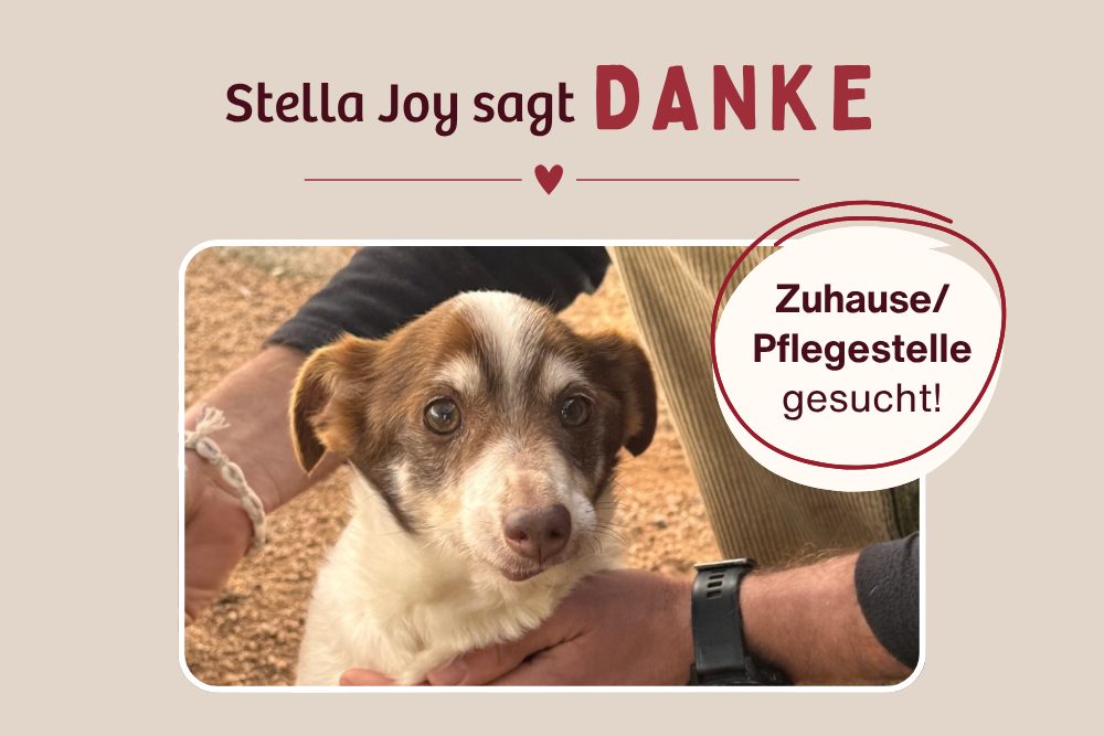 Stella Joy konnte rechtzeitig operiert werden