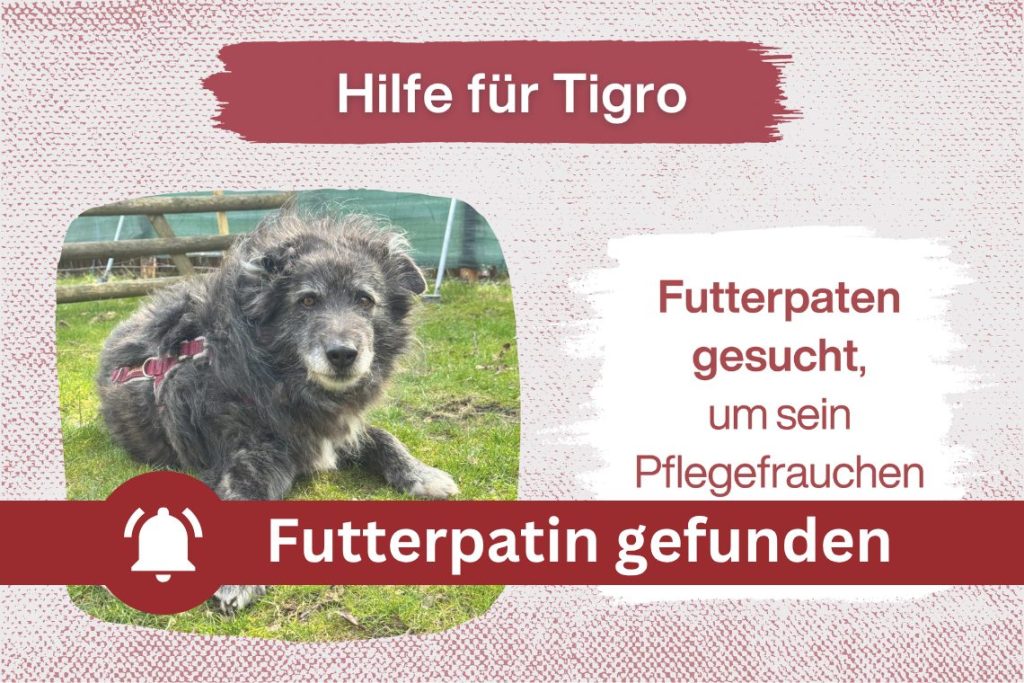 Tigro hat eine Futterpatin gefunden! 🐾