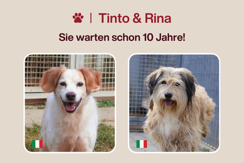 Zwei Hunde. Ein Zwinger. Und meine Hoffnung, die zerbricht.