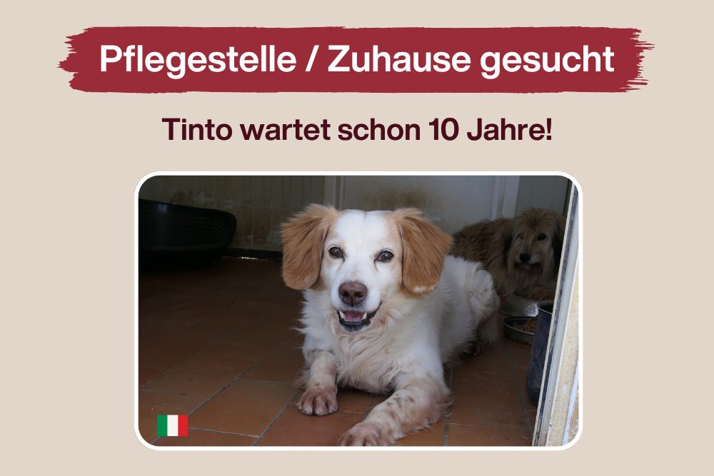 Rina durfte gehen – Tinto wartet noch immer