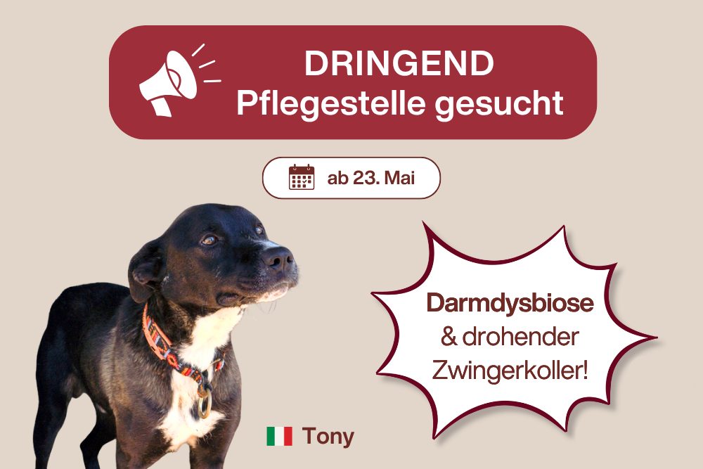 SOS für Tony – Dringend Pflegestelle gesucht!