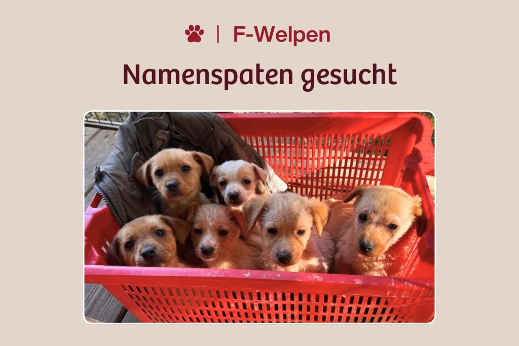 Aus sechs Fundwelpen werden sechs Persönlichkeiten