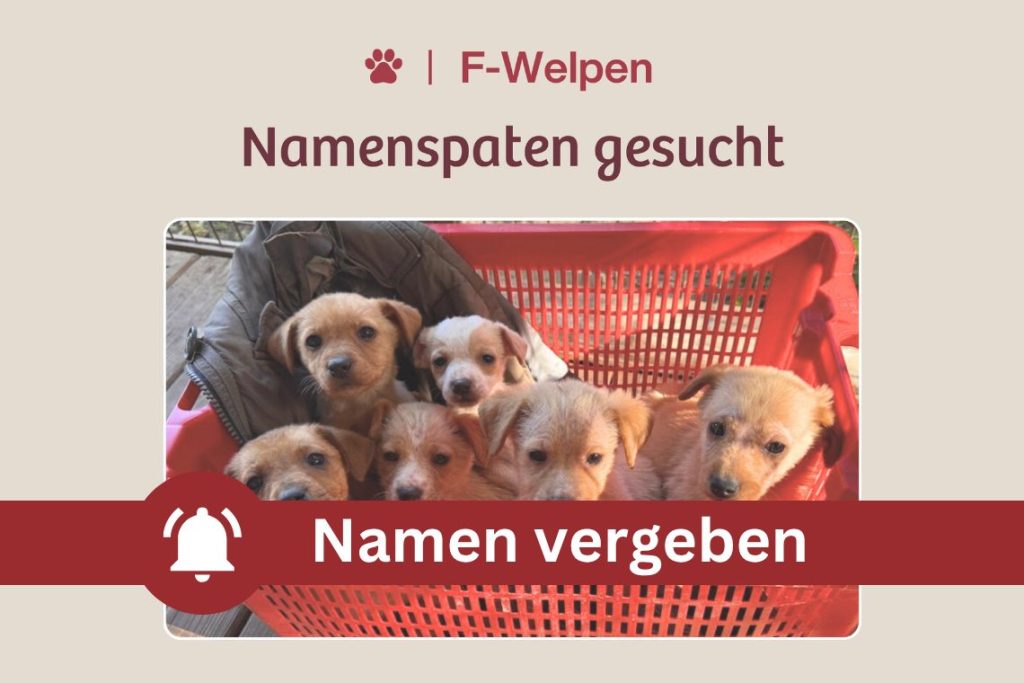 Aus sechs Fundwelpen werden sechs Persönlichkeiten