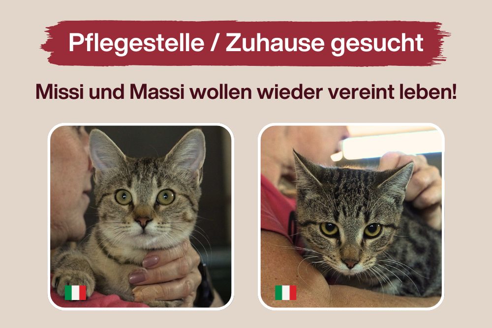 Missi + Massi – Getrennt im Tierheim, gemeinsam ins Glück?