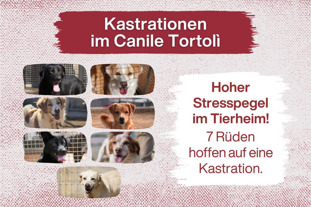 7 Rüden – 7 Chancen auf ein besseres Leben