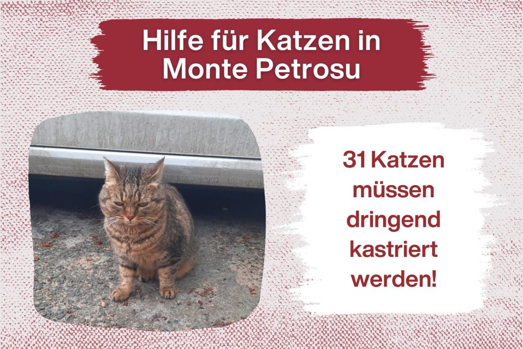 SOS – 31 Katzen müssen dringend kastriert werden