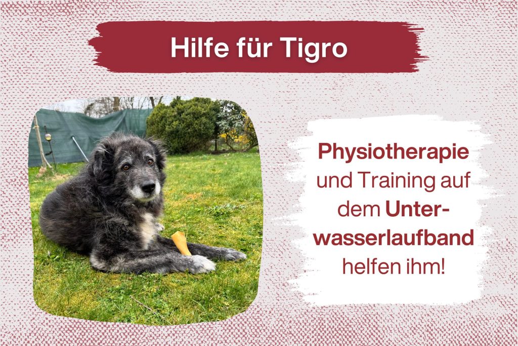 Tigro – manchmal ist der richtige Weg ein anderer als gedacht