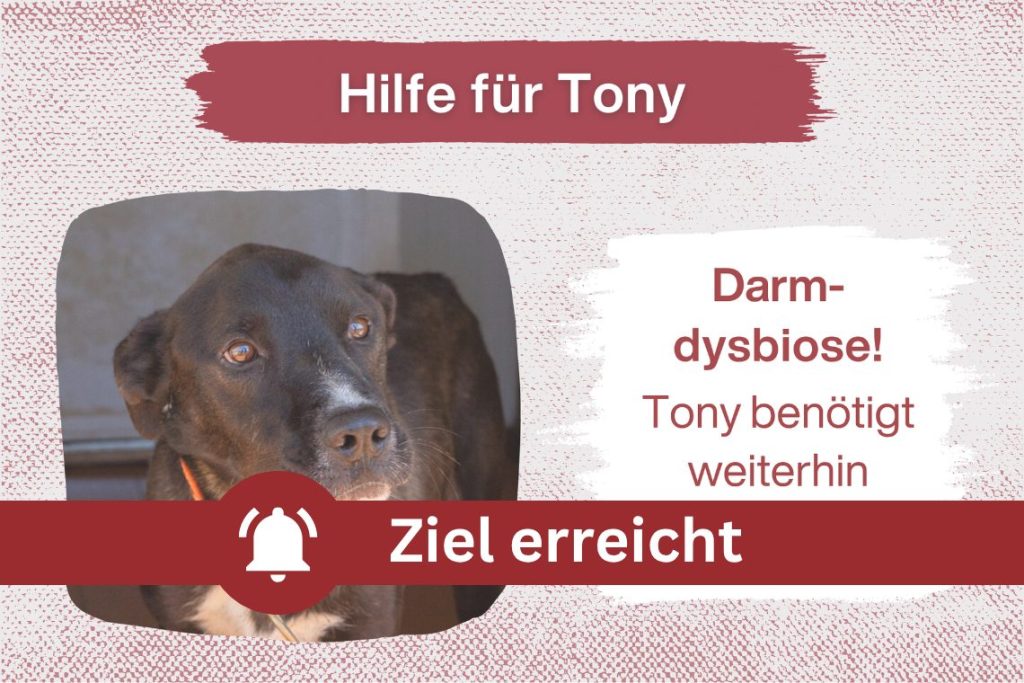 SOS für Tony – bitte hilf uns, ihm zu helfen