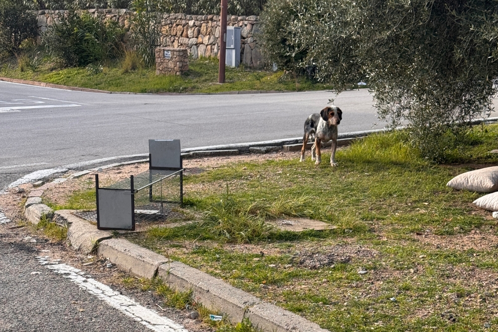 Umsetzkäfige und Katzenfallen