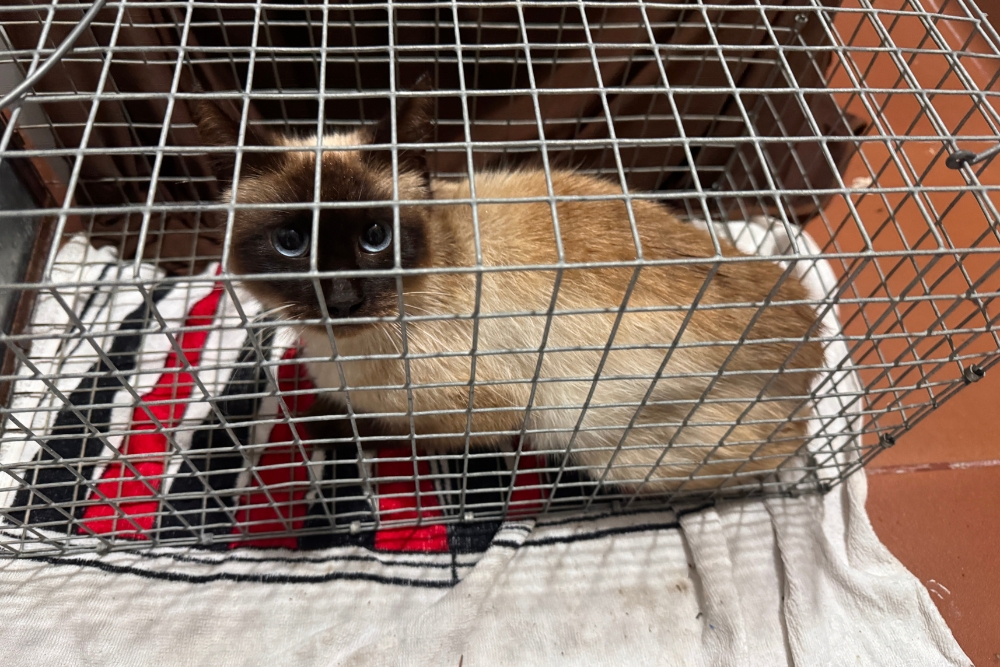 Umsetzkäfige und Katzenfallen