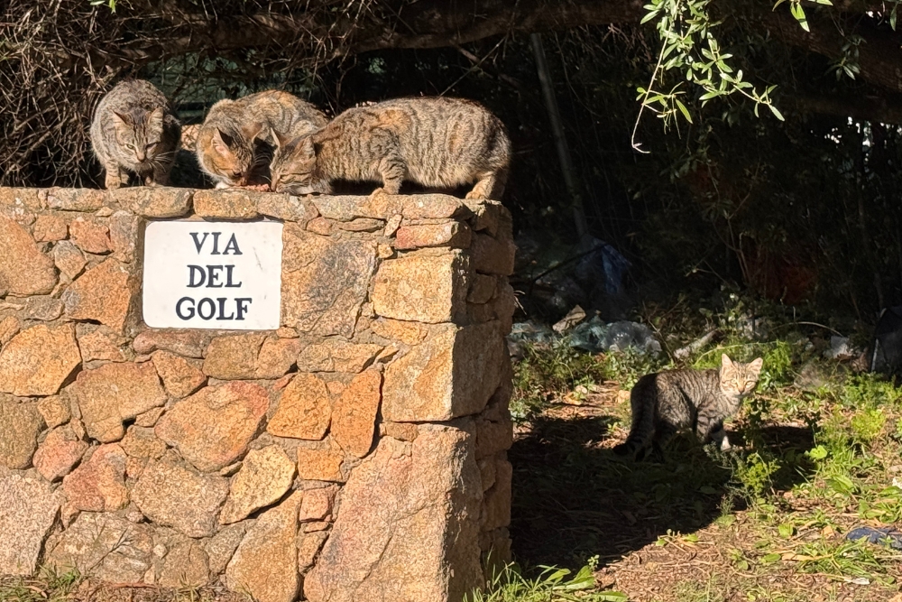 Umsetzkäfige und Katzenfallen