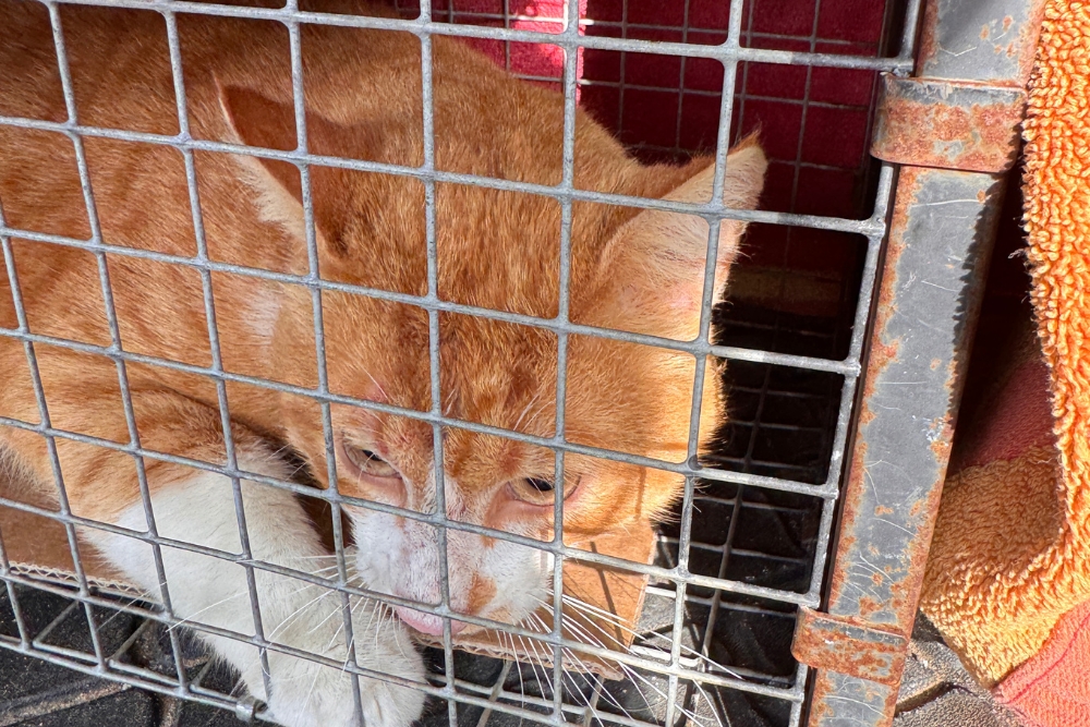 Umsetzkäfige und Katzenfallen