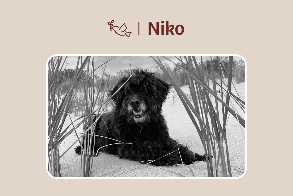 Niko – Geliebt, geborgen, unvergessen