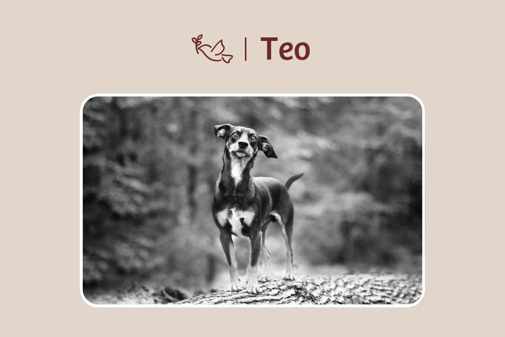 Teo – Pass auf dich auf da oben kleiner Mann!