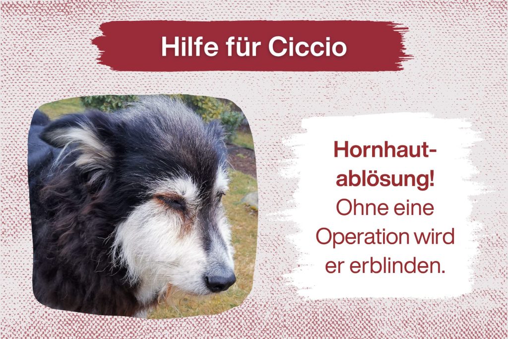 Ciccio kämpft um sein Augenlicht – hilfst du ihm?