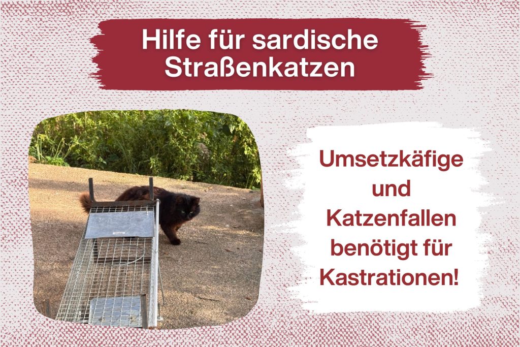 Spendenaufruf für Umsetzkäfige und Katzenfallen