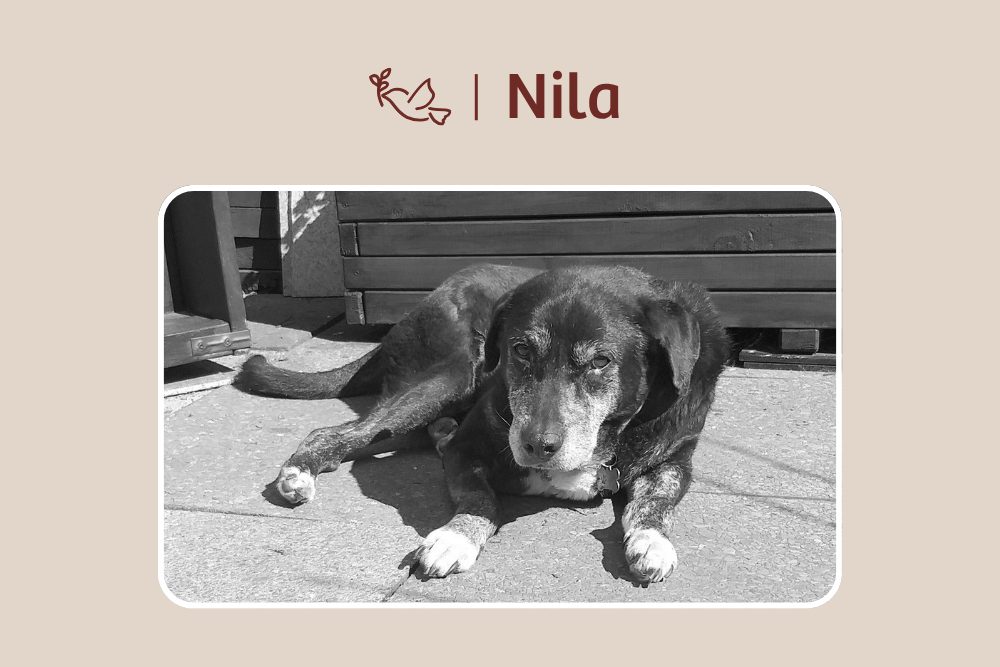 Abschied Nila – Für immer im Herzen!