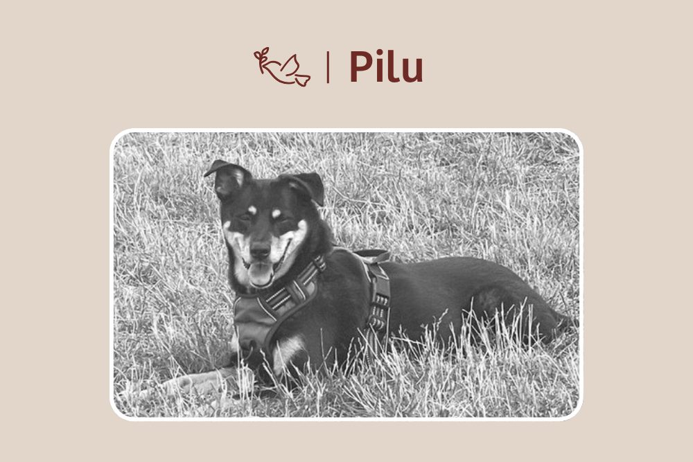 Run free, kleine Pilu – du wirst unvergessen bleiben
