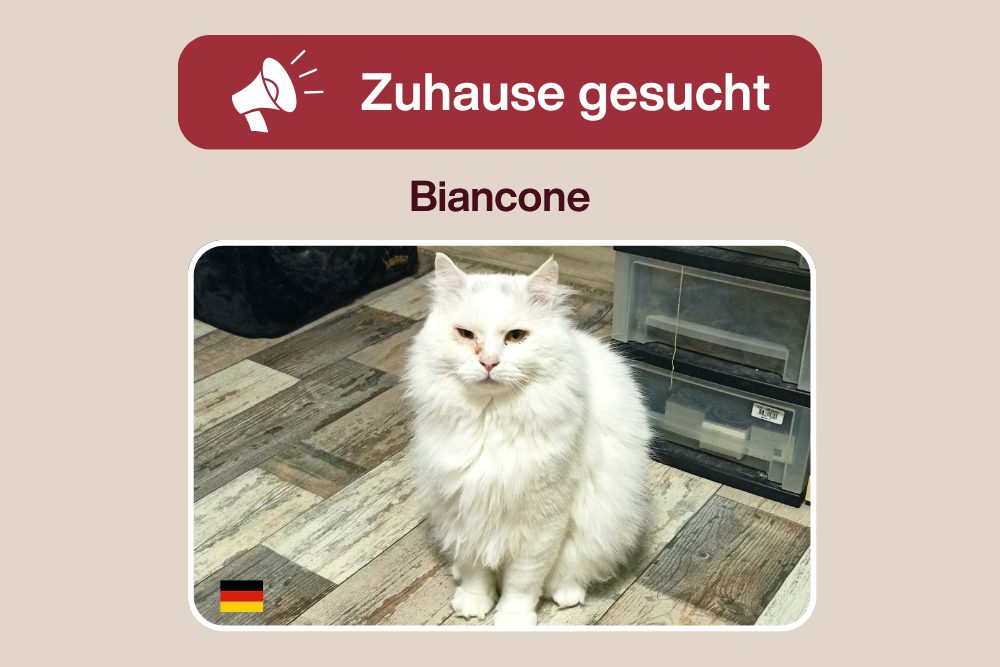 Biancone – Charakterkater sucht Katzenversteher