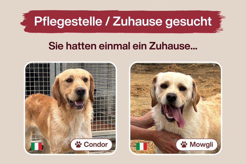 Condor & Mowgli – Leer, verloren und voller Sehnsucht