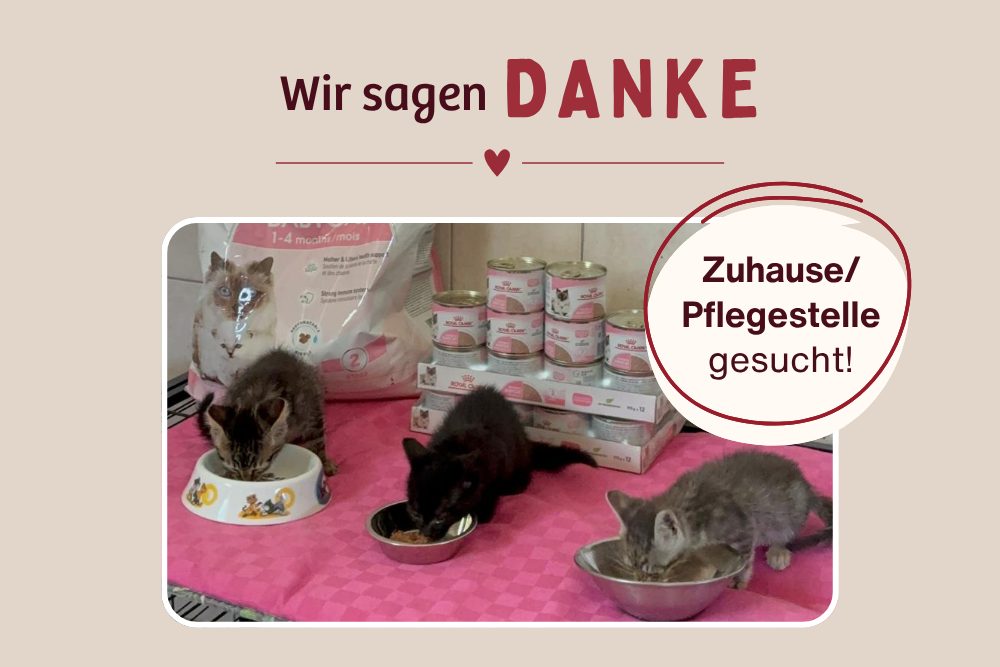 Drei kleine Kitten – Drei wundersame Wünsche