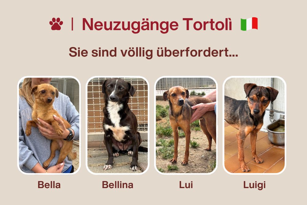 Vier neue Herzen im Canile Tortolì – völlig überfordert
