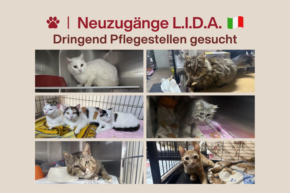 8 Neuaufnahmen – 8 Notfälle: Dringend Pflegestellen gesucht