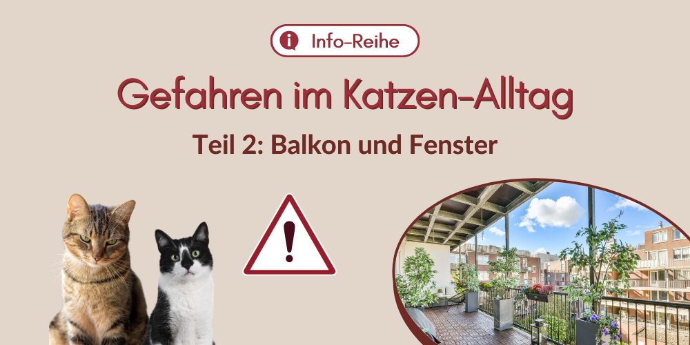 Was Katzen im Alltag gefährlich werden kann