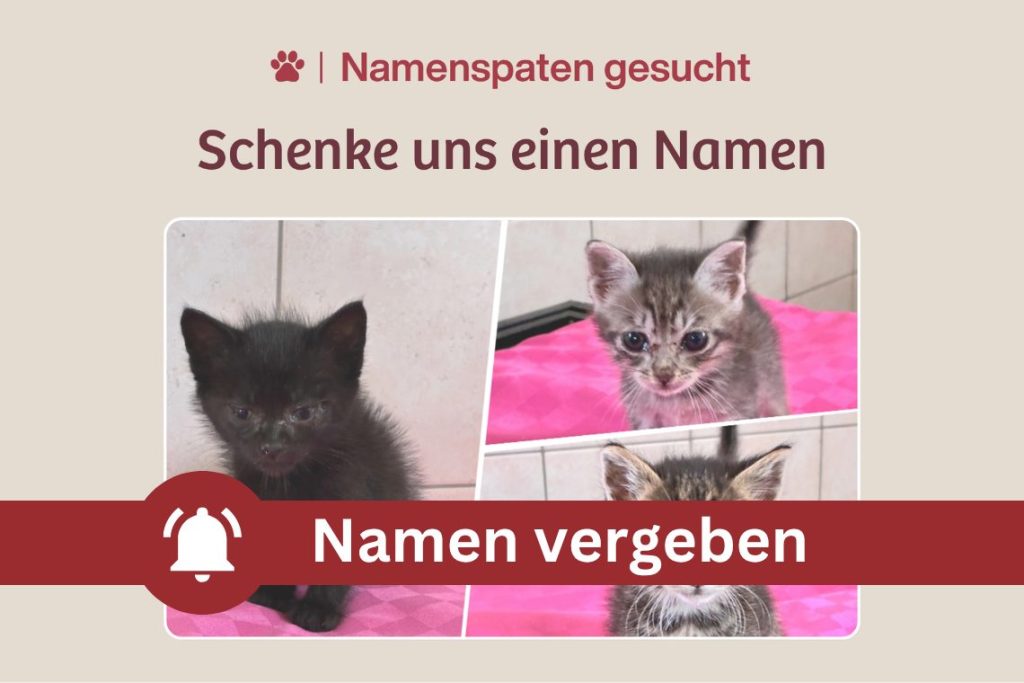 Drei kleine Kitten – Drei wundersame Wünsche