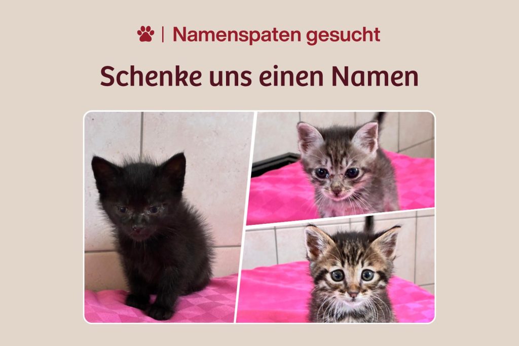 Drei kleine Kitten – Drei wundersame Wünsche