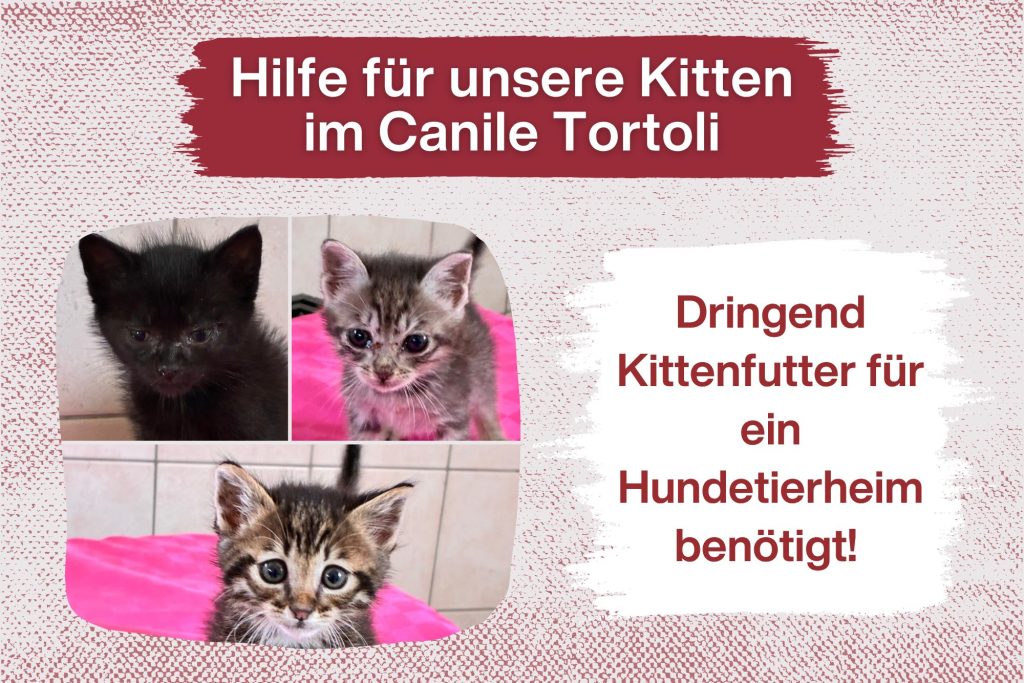 Drei kleine Kitten – Drei wundersame Wünsche