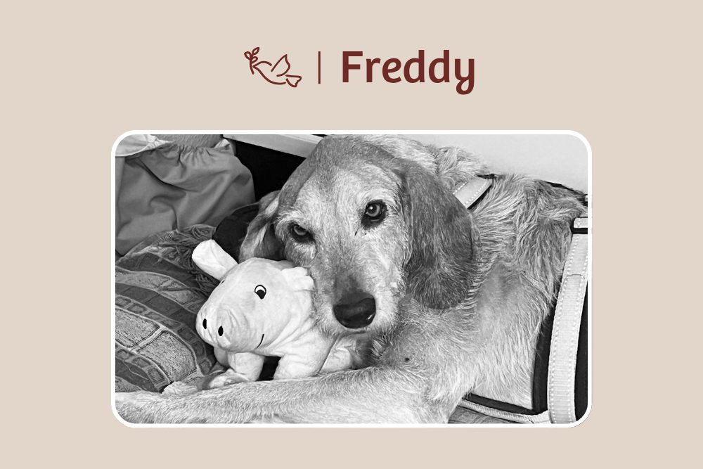 Freddy – Gekommen, um Herzen zu erobern