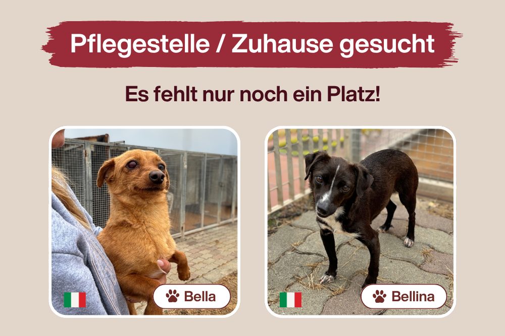 Bella & Bellina – Gemeinsam gerettet, auf in ein neues Leben