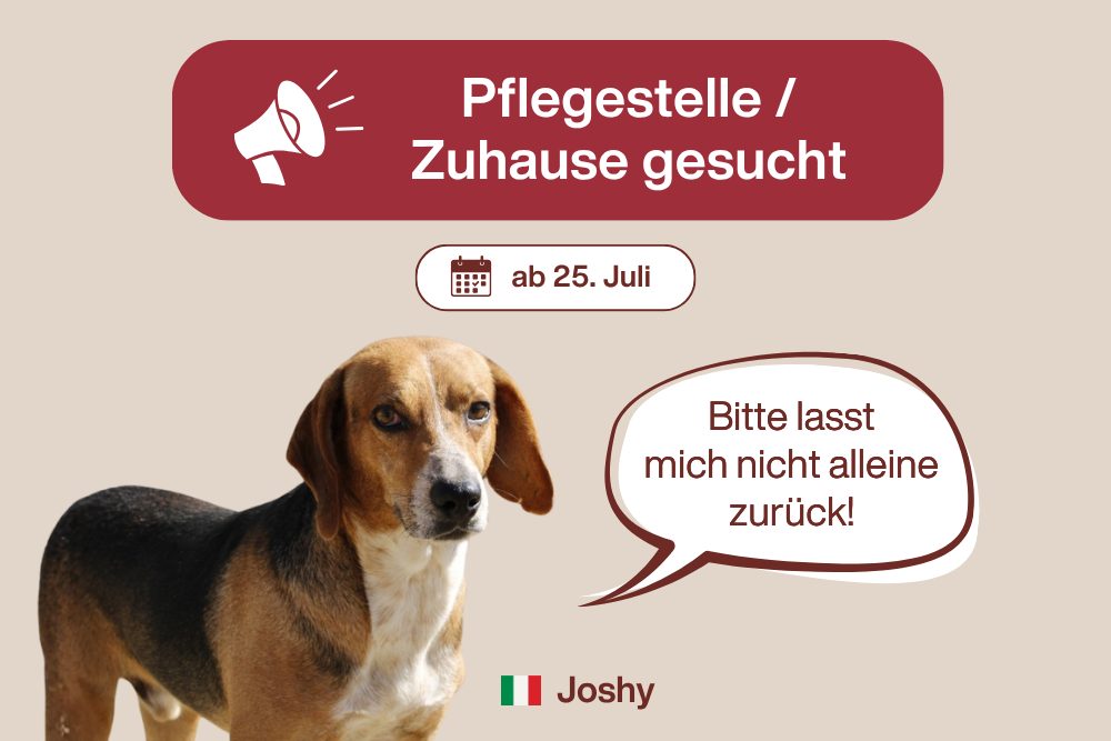 Erst Rio. Bald auch Molly. Und keine Anfrage für Joshy!