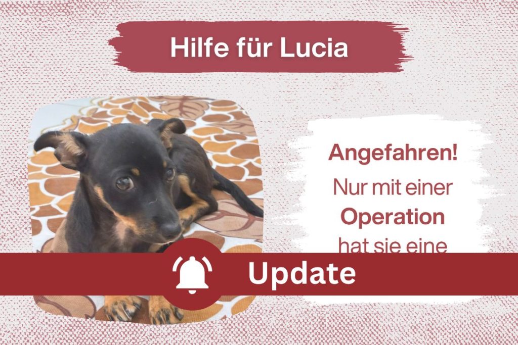 Leben für Lucia – bitte helft uns, sie zu retten! 💔