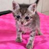Kitten Kantorka