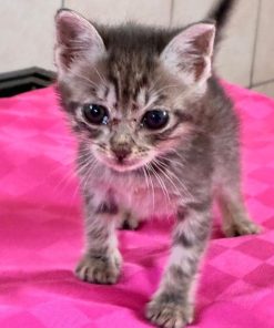 Kitten Kantorka