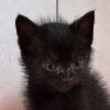Kitten Krabat
