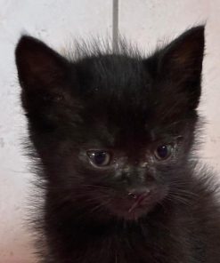 Kitten Krabat