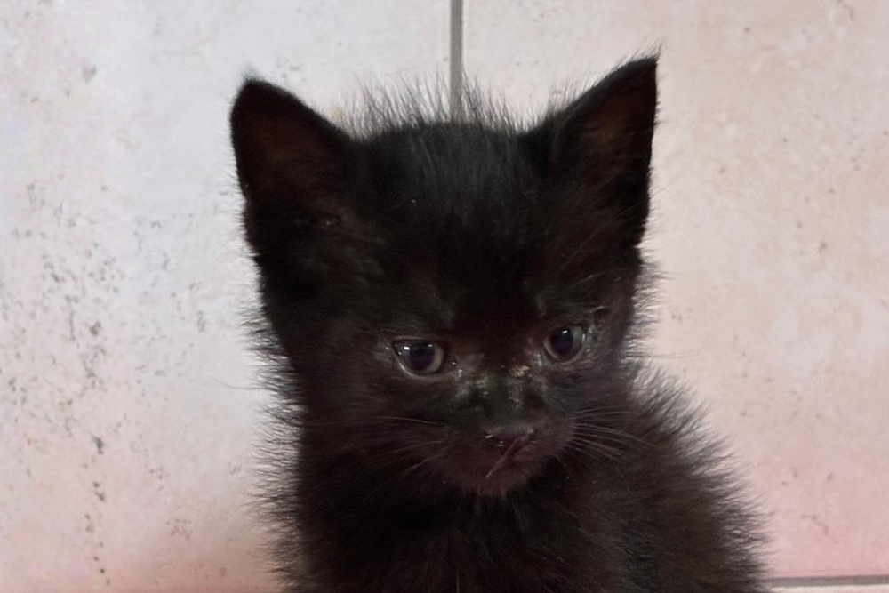 Kitten Krabat