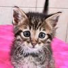 Kitten Lobosch