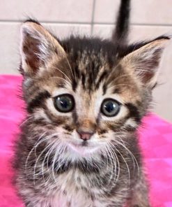 Kitten Lobosch
