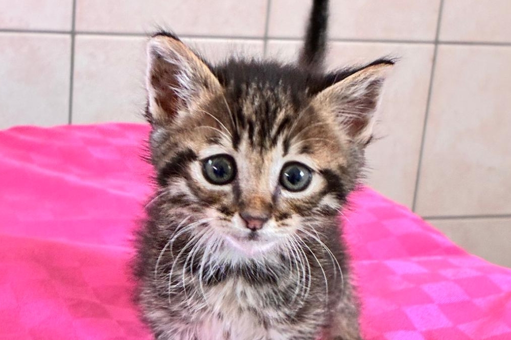 Kitten Lobosch