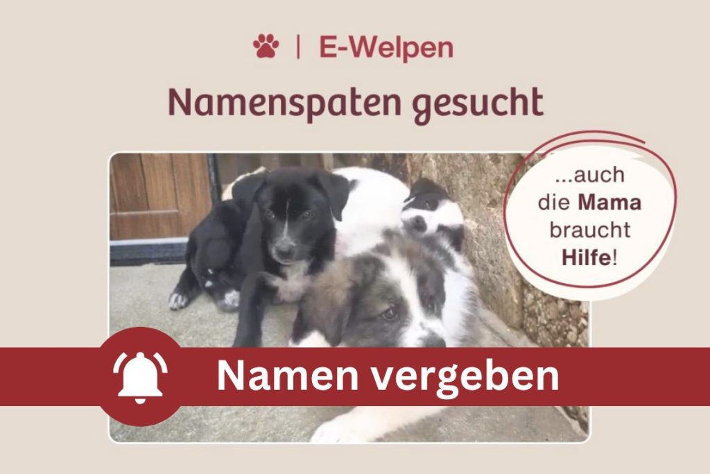 Drei Welpen brauchen einen Namen – und ihre Mama unsere Hilfe
