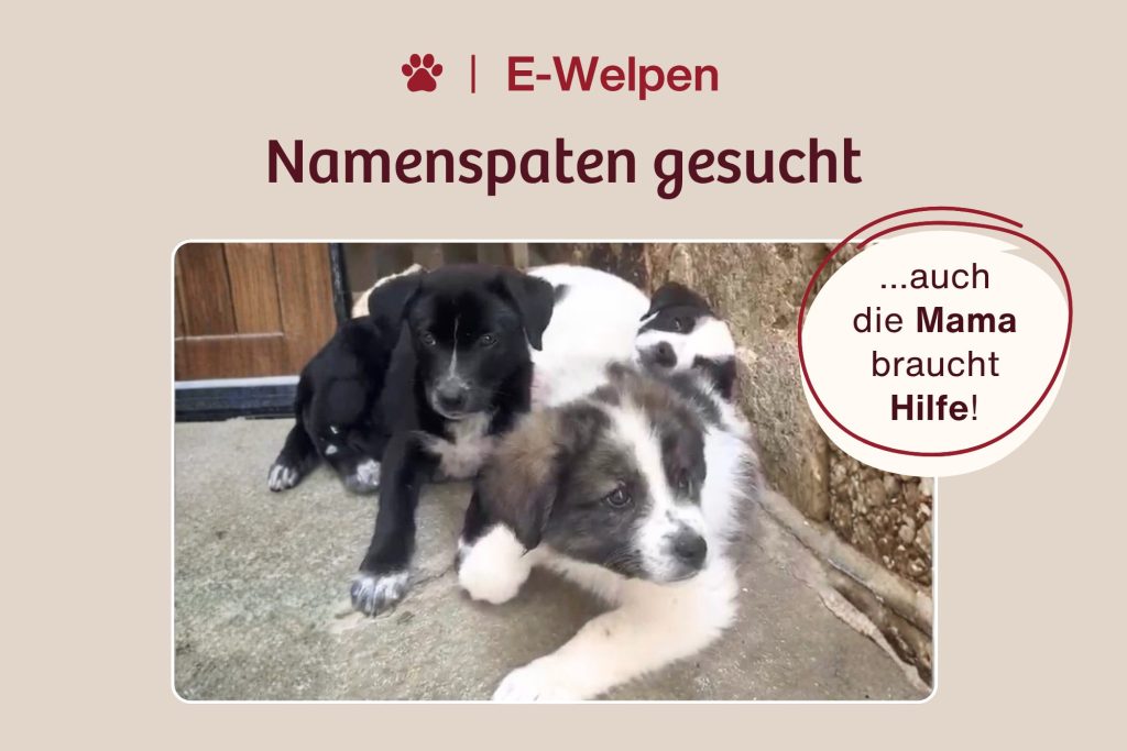 Drei Welpen brauchen einen Namen – und ihre Mama unsere Hilfe