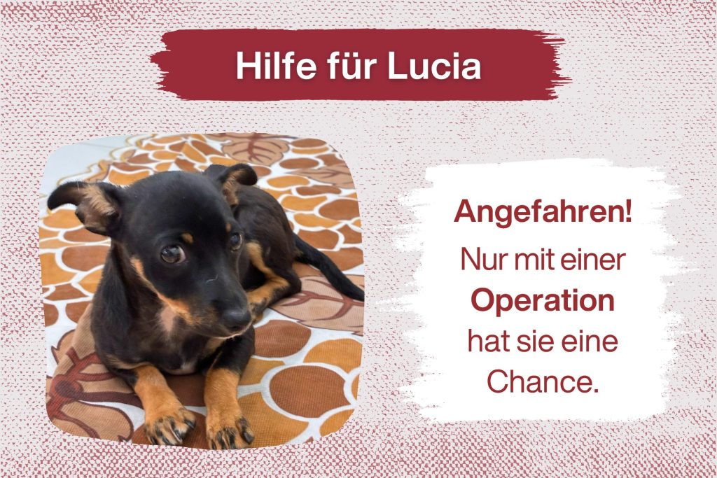 Leben für Lucia – bitte helft uns, sie zu retten! 💔