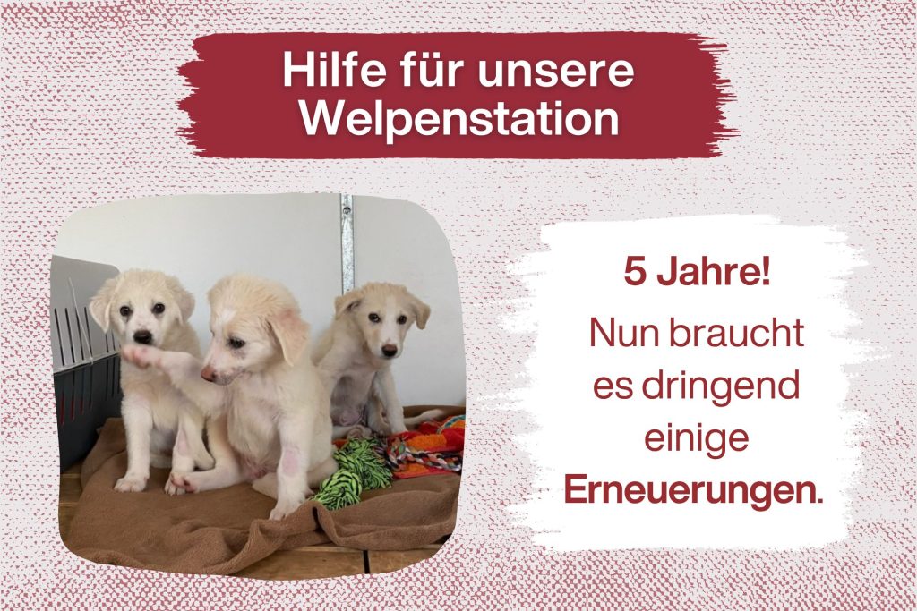 5 Jahre Welpenstation – Hilfe, die nachhaltig wirkt