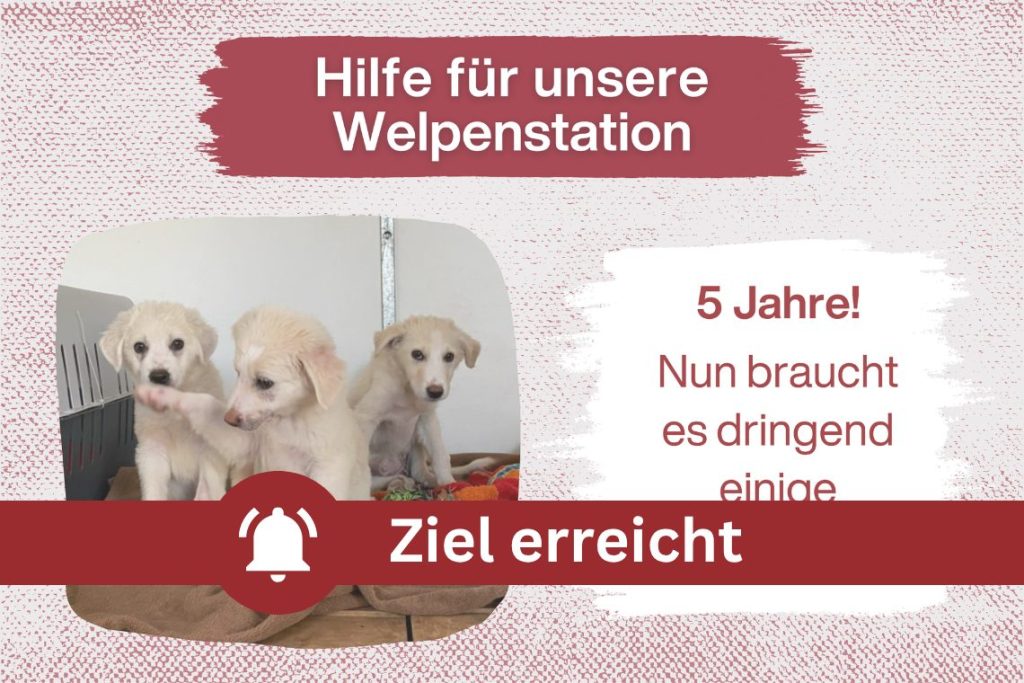 5 Jahre Welpenstation – Hilfe, die nachhaltig wirkt